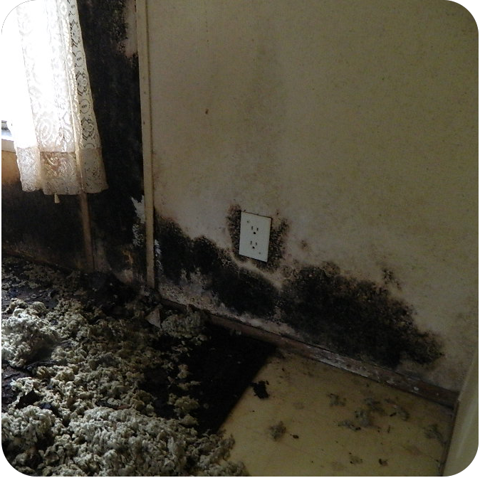 Heavy mold to a wall and floor