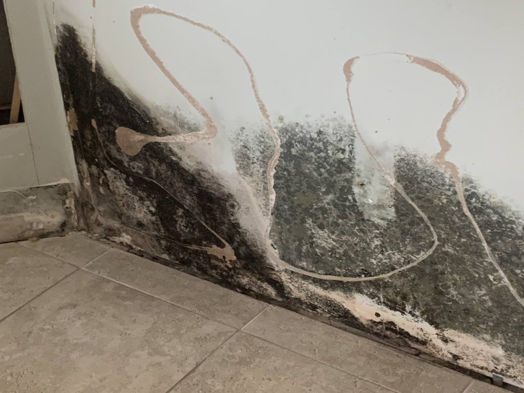 A wall with significant black mold growth along the bottom half of the drywall. Some plaster has been partially removed, exposing the underlying mold patterns.