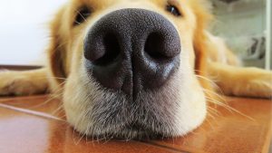 indoor dog smelling clean healthy air