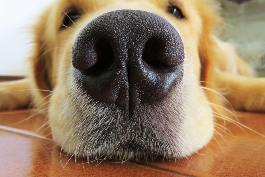 indoor dog smelling clean healthy air